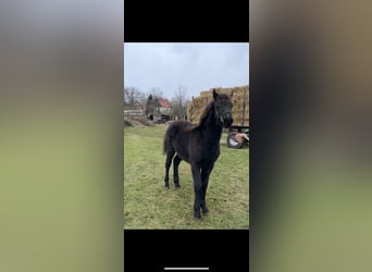 Lewitzer Mestizo, Yegua, 1 año, 148 cm, Negro