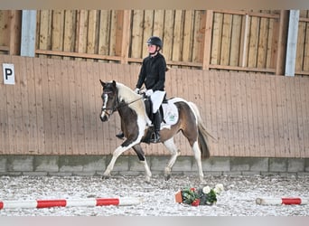 Lewitzer, Yegua, 4 años, 135 cm, Pío
