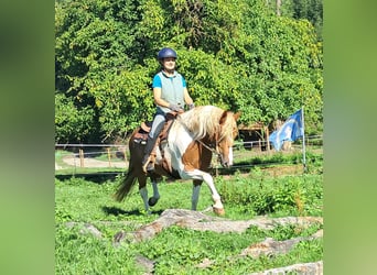 Lewitzer, Yegua, 5 años, 148 cm, Pío