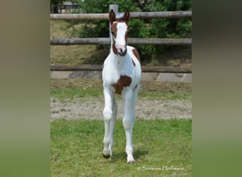 Lewitzer, Yegua, Potro (04/2023), 148 cm, Tobiano-todas las-capas