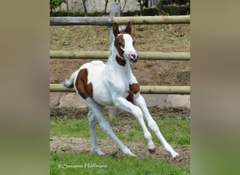 Lewitzer, Yegua, Potro (04/2023), 148 cm, Tobiano-todas las-capas