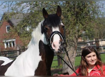 Lewitzer, Yegua, Potro (04/2023), 148 cm, Tobiano-todas las-capas