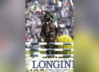 KWPN, Stallone, 33 Anni, 169 cm, Baio scuro