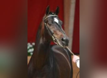 KWPN, Stallone, 33 Anni, 169 cm, Baio scuro