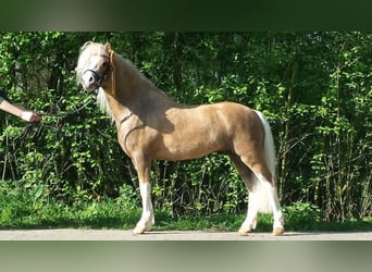 Welsh A (Mountain Pony), Stallion, 13 years, 12 hh, Palomino