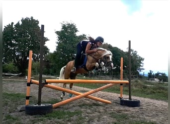 Welsh A (Mountain Pony), Stallion, 13 years, 12 hh, Palomino