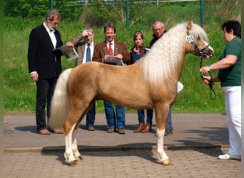 Welsh A (Mountainponny), Hingst, 13 år, 122 cm, Palomino