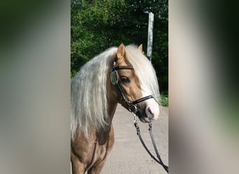 Welsh-A, Hengst, 13 Jahre, 122 cm, Palomino