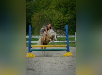 Welsh-A, Stallone, 13 Anni, 122 cm, Palomino