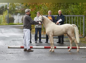 Welsh B, Étalon, 15 Ans, 128 cm, Cremello