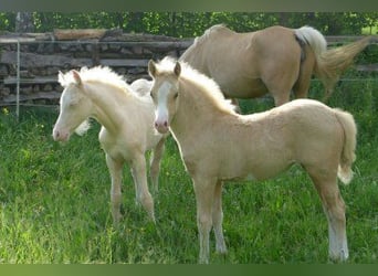 Welsh B, Étalon, 15 Ans, 128 cm, Cremello