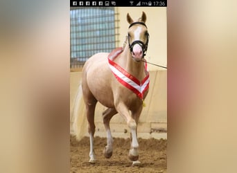 Welsh B, Hingst, 15 år, 128 cm, Cremello