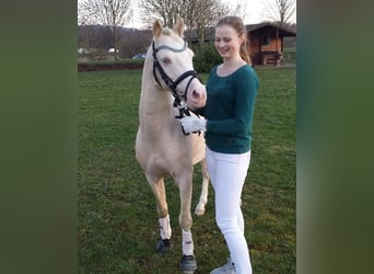 Welsh B, Hingst, 15 år, 128 cm, Cremello