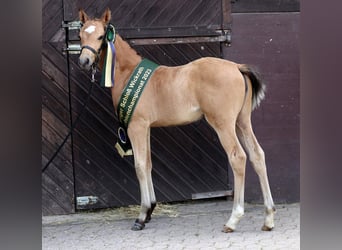 Welsh B, Hingst, 15 år, 128 cm, Cremello