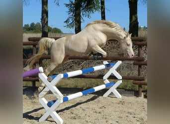 Welsh B, Hingst, 15 år, 128 cm, Cremello