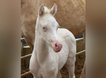 Welsh B, Hingst, 15 år, 128 cm, Cremello