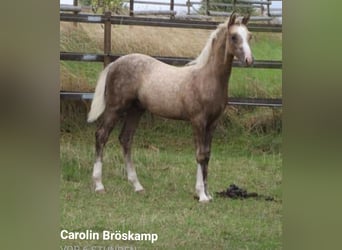 Welsh-B, Stallone, 15 Anni, 128 cm, Cremello