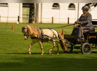 NMPRS, Hengst, 5 Jaar, 95 cm, Champagne