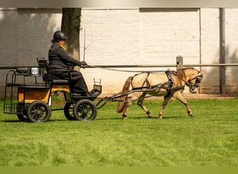 NMPRS, Hengst, 5 Jahre, 95 cm, Champagne