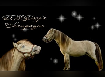 NMPRS, Hengst, 5 Jahre, 95 cm, Champagne