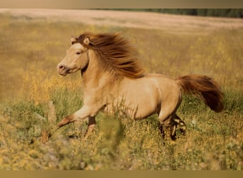 NMPRS, Hengst, 5 Jahre, 95 cm, Champagne