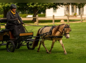 NMPRS, Stallion, 5 years, 9,1 hh, Champagne