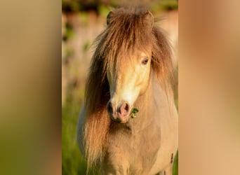 NMPRS, Stallion, 5 years, 9,1 hh, Champagne