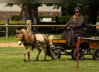 NMPRS, Stallion, 5 years, 9,1 hh, Champagne