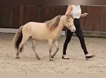 NMPRS, Stallion, 5 years, 9,1 hh, Champagne