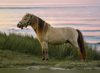 NMPRS, Stallion, 5 years, 9,1 hh, Champagne