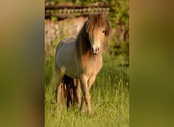 NMPRS, Stallion, 5 years, 9,1 hh, Champagne