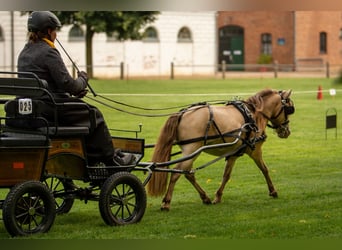 NMPRS, Stallion, 5 years, 9,1 hh, Champagne