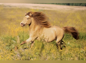 NMPRS, Stallion, 5 years, 9,1 hh, Champagne