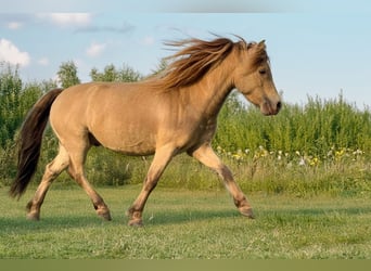 NMPRS, Stallion, 5 years, 9,1 hh, Champagne