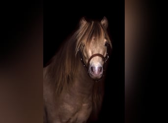 NMPRS, Stallion, 5 years, 9,1 hh, Champagne