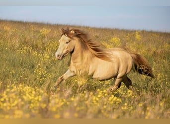 NMPRS, Stallion, 5 years, 9,1 hh, Champagne