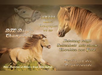 NMPRS, Stallion, 5 years, 9,1 hh, Champagne