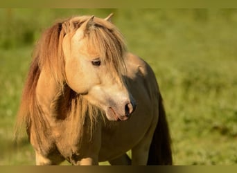 NMPRS, Stallion, 5 years, 9,1 hh, Champagne