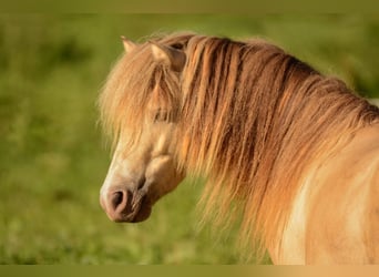 NMPRS, Stallion, 5 years, 9,1 hh, Champagne