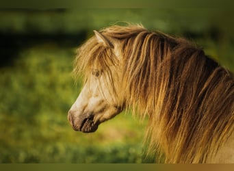 NMPRS, Stallone, 5 Anni, 95 cm, Champagne