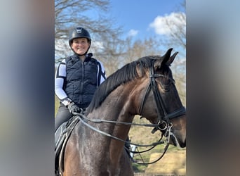 Liebevolle und erfahrene Reiterin sucht Reitbeteiligung