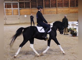 Arabian Partbred, Stallion, 8 years, 16 hh, Tobiano-all-colors