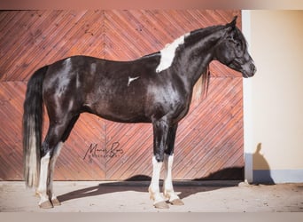 Arabisches Partbred, Hengst, 8 Jahre, 165 cm, Tobiano-alle-Farben