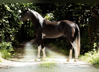 Koń półkrwi arabskiej (Arabian Partbred), Ogier, 8 lat, 165 cm, Tobiano wszelkich maści