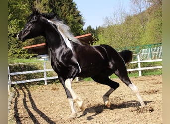 Koń półkrwi arabskiej (Arabian Partbred), Ogier, 8 lat, 165 cm, Tobiano wszelkich maści