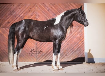 Mezzosangue Arabo, Stallone, 10 Anni, 165 cm, Tobiano-tutti i colori