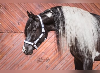 Mezzosangue Arabo, Stallone, 10 Anni, 165 cm, Tobiano-tutti i colori