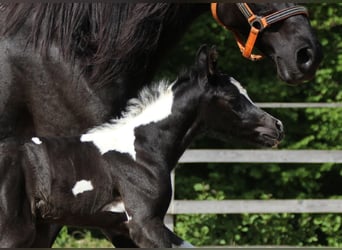 Mezzosangue Arabo, Stallone, 10 Anni, 165 cm, Tobiano-tutti i colori