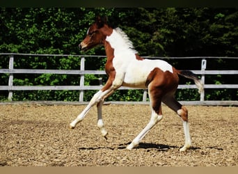 Mezzosangue Arabo, Stallone, 10 Anni, 165 cm, Tobiano-tutti i colori