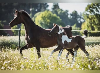 Mezzosangue Arabo, Stallone, 10 Anni, 165 cm, Tobiano-tutti i colori